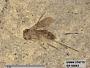 Insecta