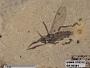 Insecta