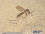 Insecta