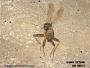 Insecta