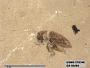 Insecta