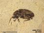 Insecta