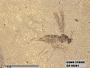 Insecta