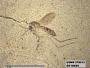 Insecta