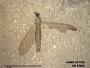 Insecta