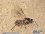 Insecta