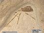 Insecta