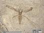 Insecta