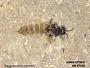 Insecta