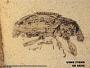 Insecta