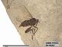 Insecta