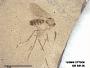 Insecta