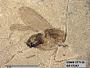 Insecta