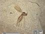 Insecta
