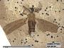 Insecta