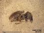 Insecta
