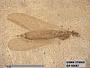 Insecta