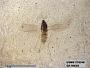 Insecta