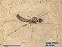 Insecta