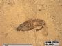 Insecta