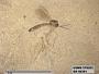 Insecta