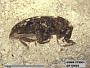 Insecta