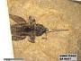 Insecta