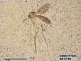 Insecta