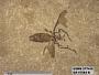 Insecta