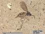Insecta