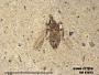 Insecta