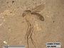 Insecta