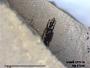 Insecta