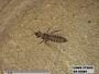 Insecta