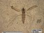 Insecta