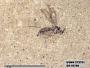 Insecta