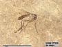 Insecta