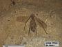 Insecta