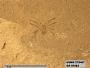 Insecta