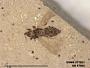 Insecta