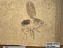 Insecta