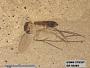 Insecta