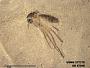 Insecta