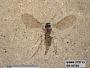 Insecta