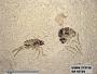 Insecta