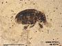 Insecta