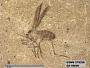 Insecta