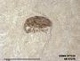 Insecta