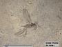 Insecta