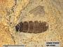 Insecta